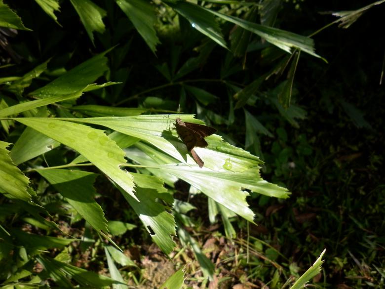 Free stock image of Butterfly created by Alejandro Bermudez
