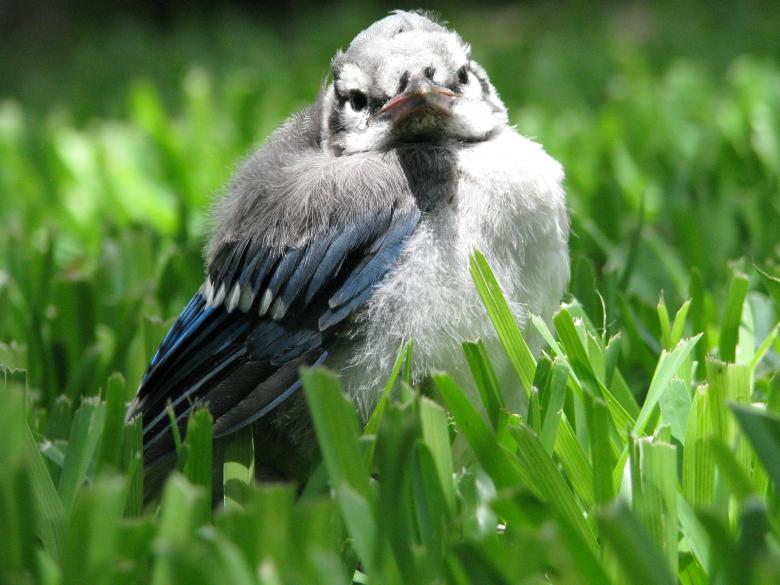 Free stock image of Baby Blue Jay created by Richard Arreguin