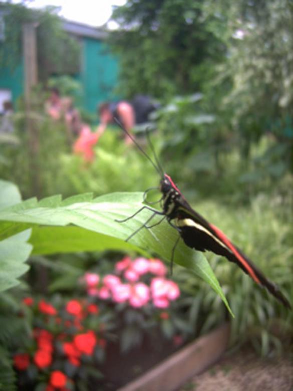 Free stock image of Profile butterfly created by Stéphanie Ghesquier