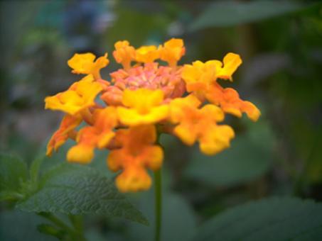 Orange flower - Free Stock Photo