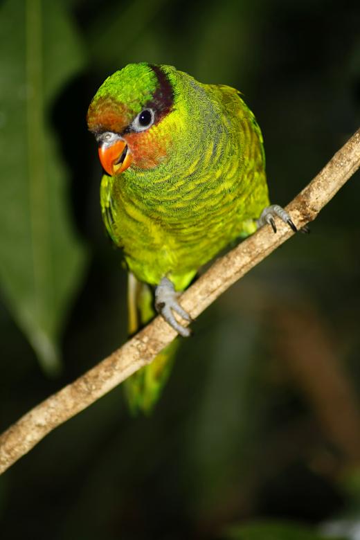 Free stock image of Lorikeet created by paul clifton