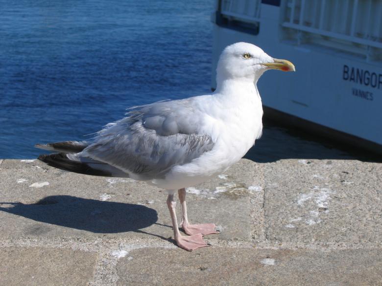 Free stock image of Seagull created by Stéphanie Ghesquier