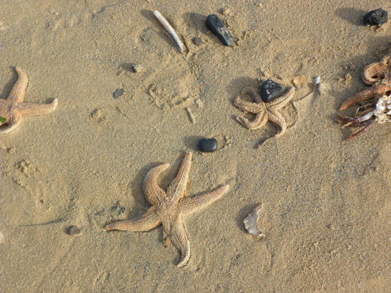 Free stock image of Beach 24 created by Georgina DeBurca