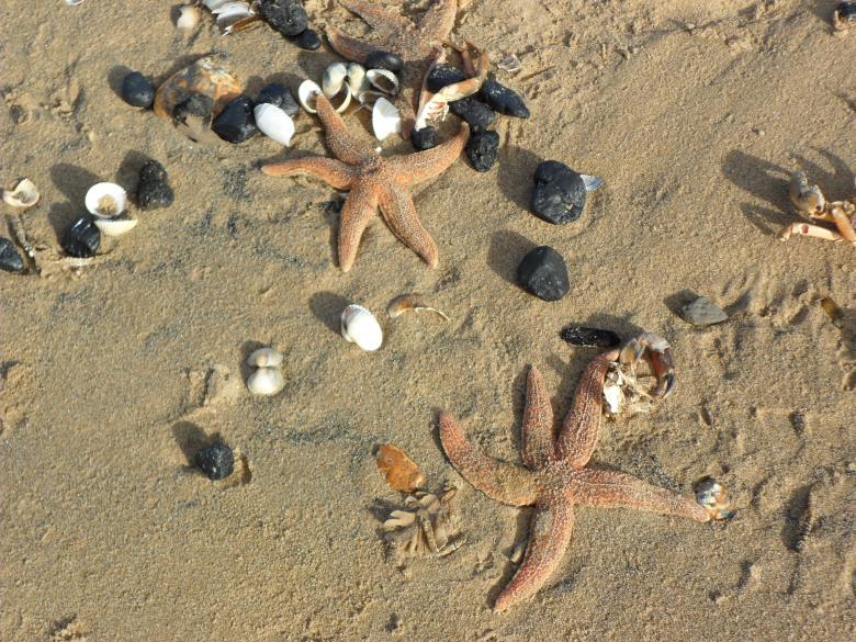 Free stock image of Beach 23 created by Georgina DeBurca