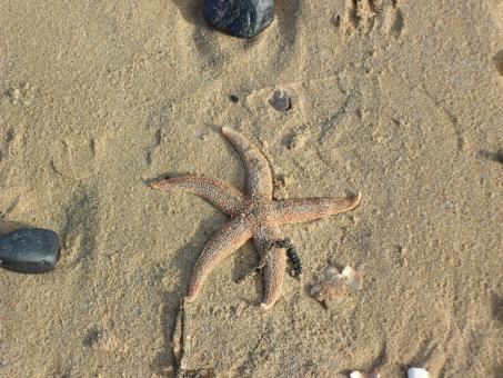 Beach 22 - Free Stock Photo