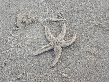 Beach 19 - Free Stock Photo