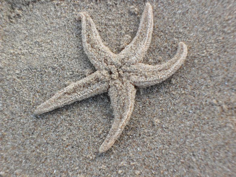 Free stock image of Deach 18 created by Georgina DeBurca