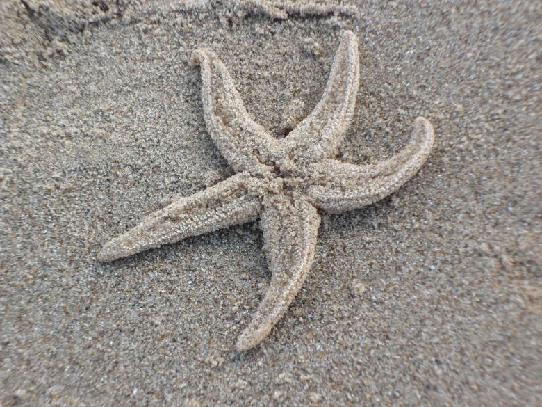Free stock image of Beach 16 created by Georgina DeBurca