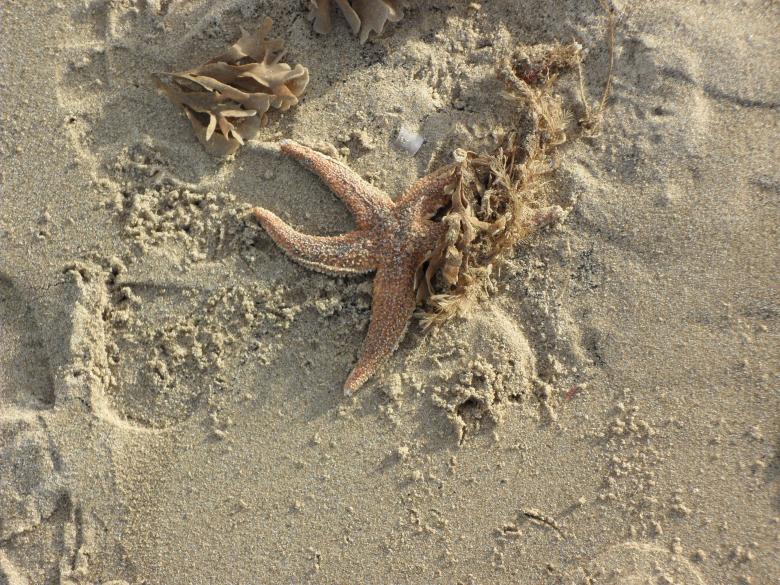 Free stock image of Beach 2 created by Georgina DeBurca