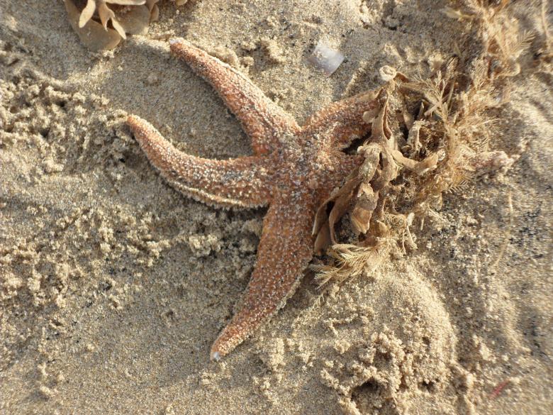 Free stock image of Beach 1 created by Georgina DeBurca