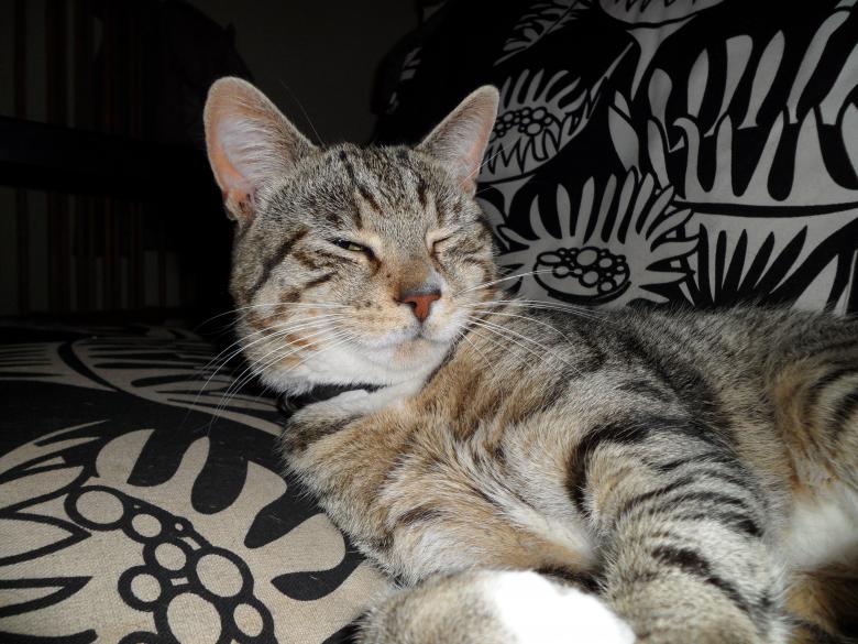 Free stock image of Kitty kat created by Georgina DeBurca