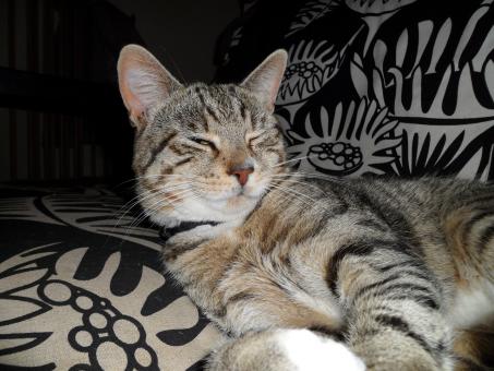 Kitty kat - Free Stock Photo