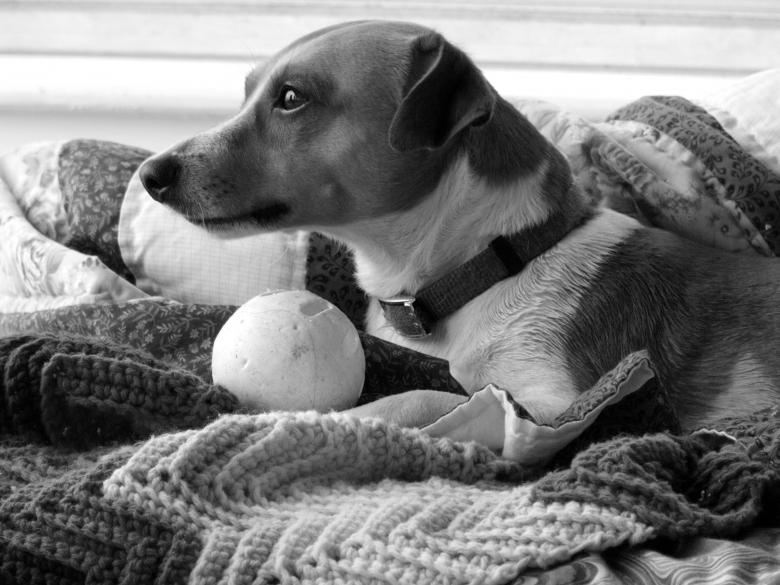 Free stock image of Jack Russell created by Brian Norcross