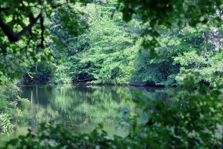 Free stock image of Hidden Pond II created by Brian Norcross
