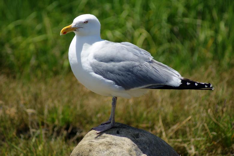 Free stock image of Seagull created by Brian Norcross