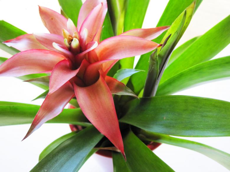 Free stock image of Pink flower created by Rebecca Mitchell