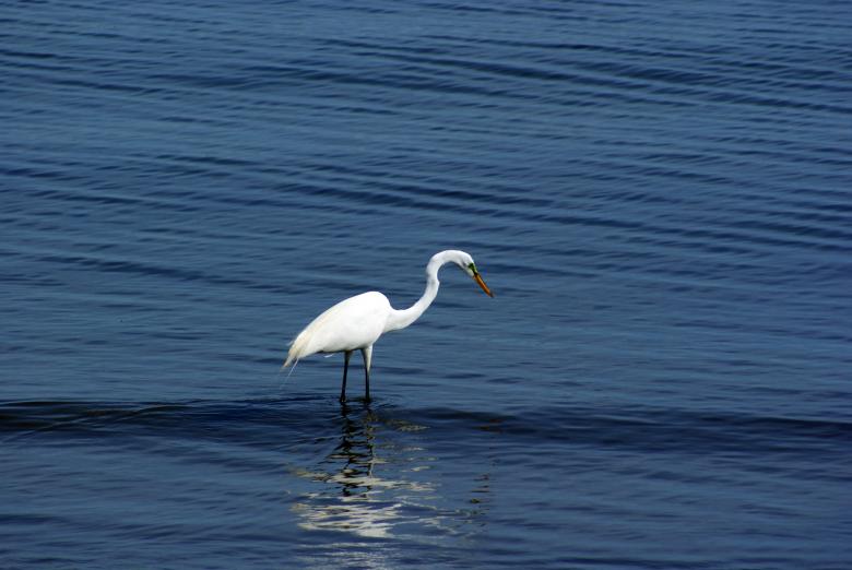 Free stock image of Crane created by LoriAnn Norcross