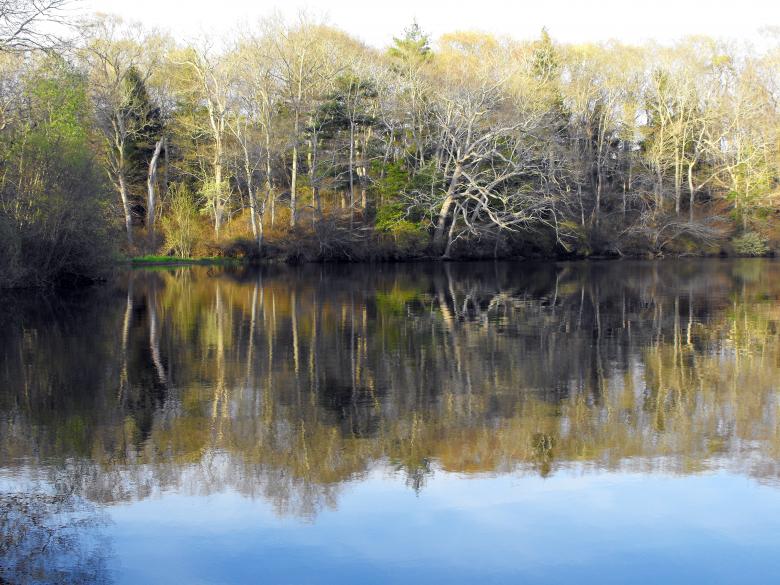 Free stock image of Peaceful Pond created by LoriAnn Norcross