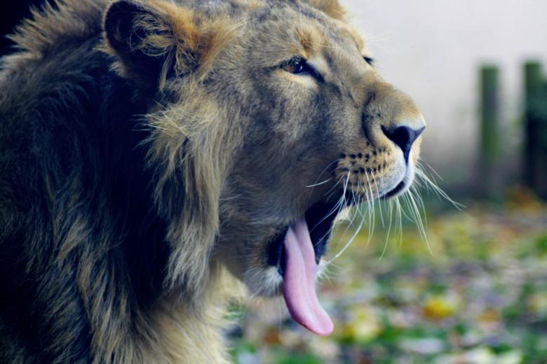 Free stock image of Roar! created by paul clifton