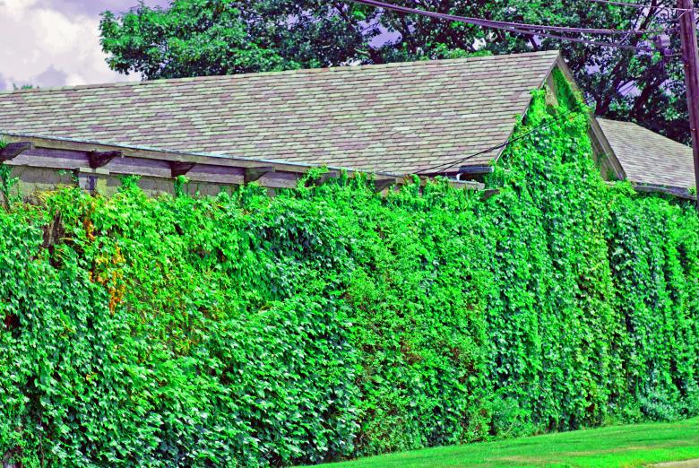 Free stock image of Ivy Wall created by Brian Norcross
