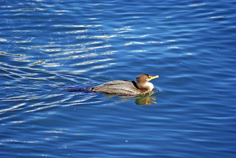 Free stock image of Loon Swimming created by Brian Norcross