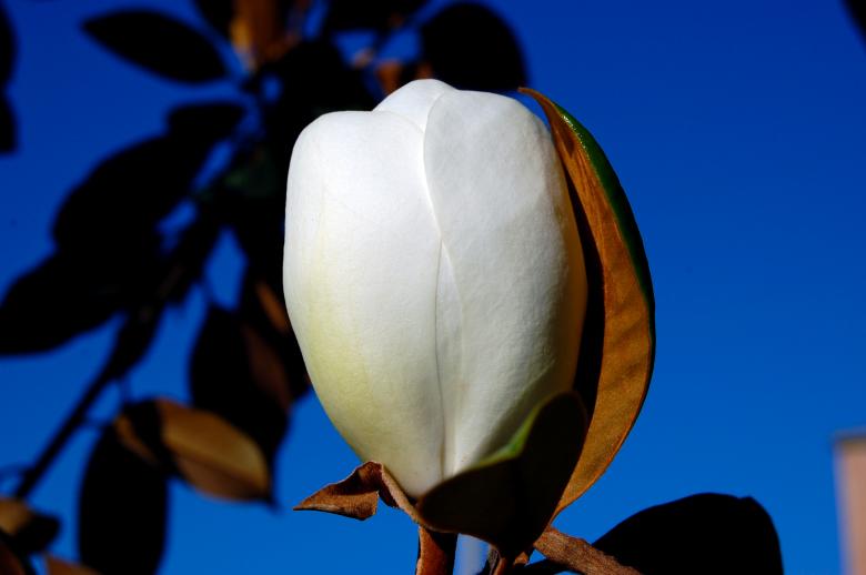 Free stock image of White Flower created by Adam Garza