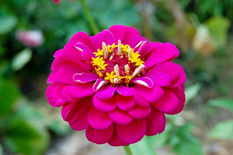 Free stock image of Pink Flower created by Adam Garza