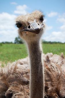 Ostrich - Free Stock Photo