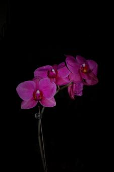 Pink flowers