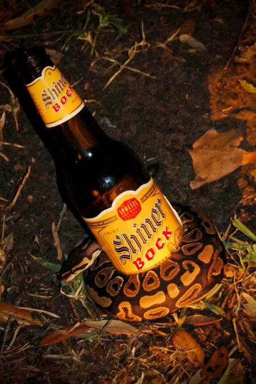 Free stock image of Bottle snake created by Adam Garza