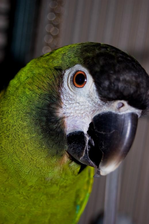 Free stock image of Green Parrot created by Adam Garza