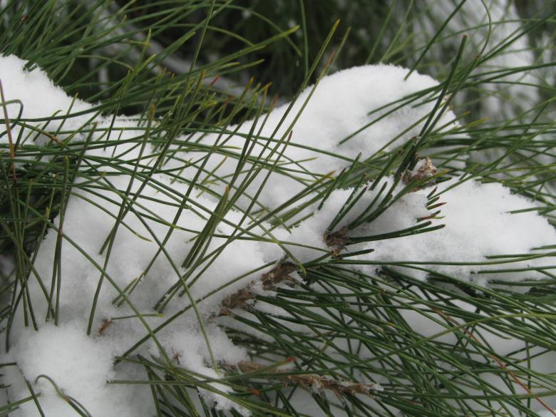 Free stock image of Snow Covered Pine created by Richard Arreguin