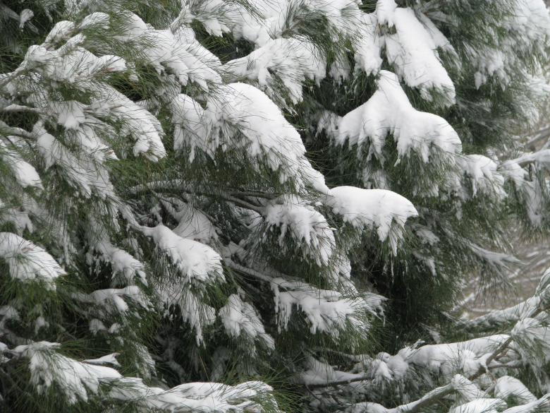 Free stock image of Snow Covered Tree created by Richard Arreguin