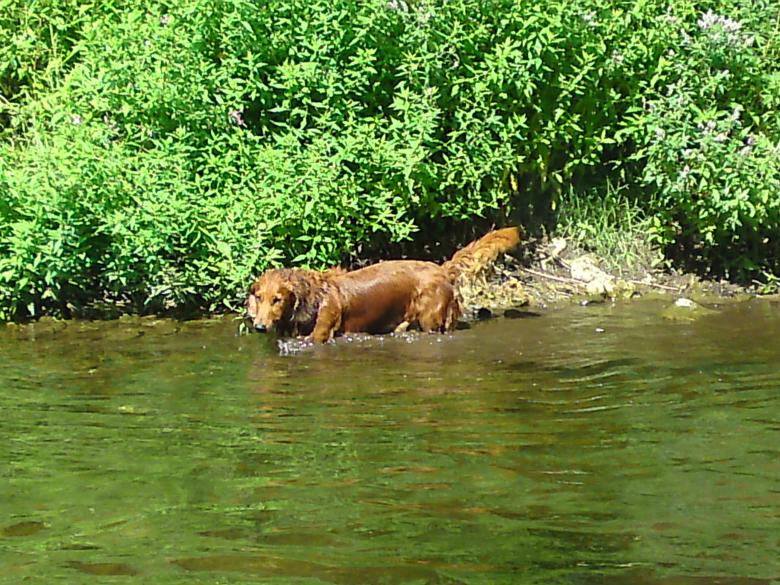 Free stock image of Wet dog created by Voadescatalin