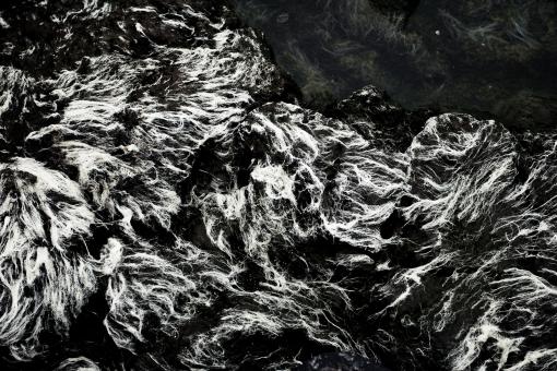 Free Stock Photo of Seeweed Texture
