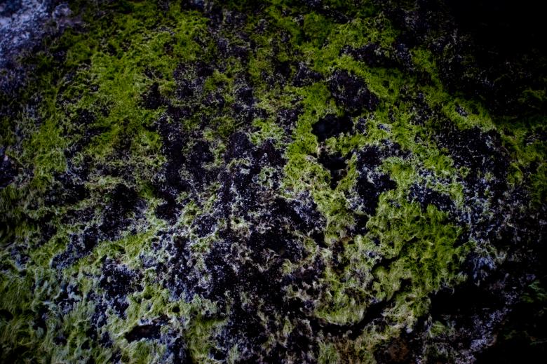 Free stock image of Green Seeweed Texture created by Bjorgvin