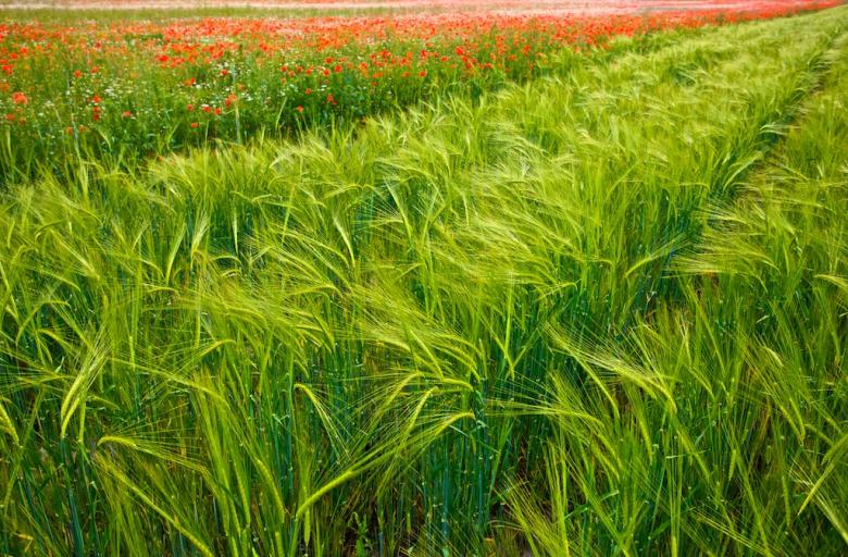 Free stock image of Zenns Cornfield created by zenn maar