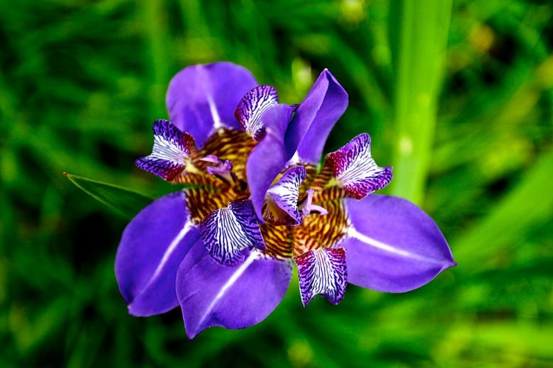 Free stock image of Zenns Flowers created by zenn maar