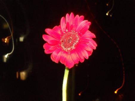 Pink Flower - Free Stock Photo
