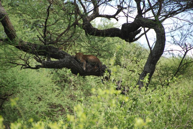 Free stock image of Leopard created by Kadri Teeväli