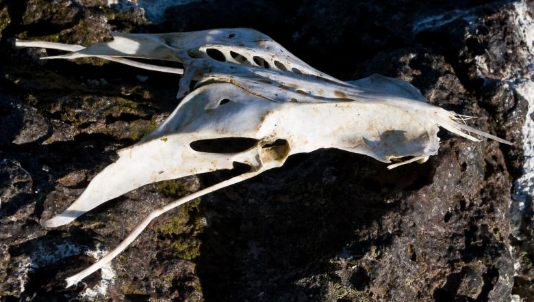 Free stock image of Bird Skull created by Bjorgvin