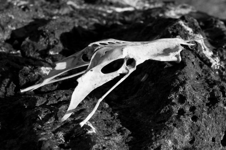 Free stock image of Bird Skull created by Bjorgvin