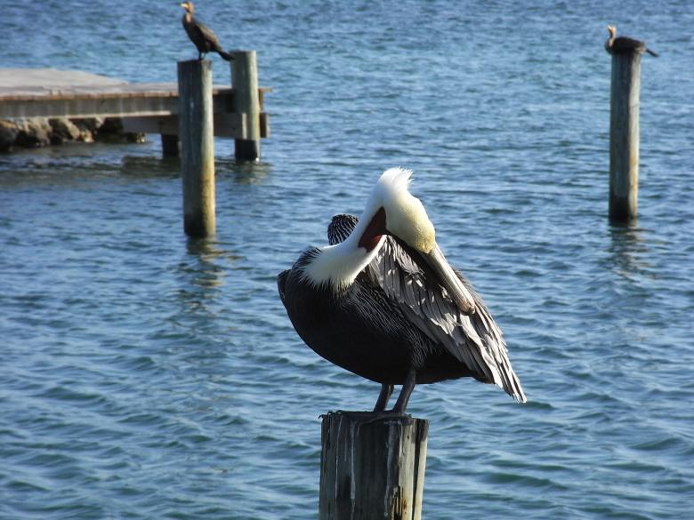 Free stock image of Pelican created by Jackie Skeate
