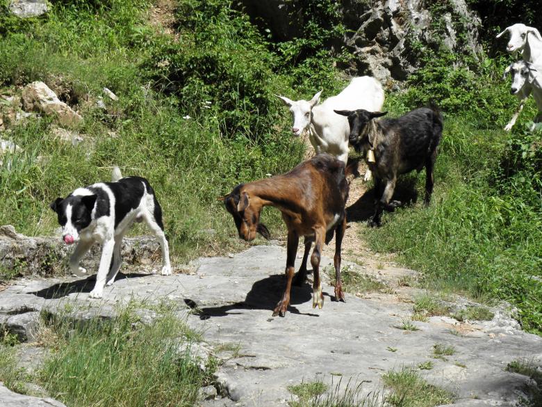 Free stock image of Goat goes home created by Yuliy Ganev