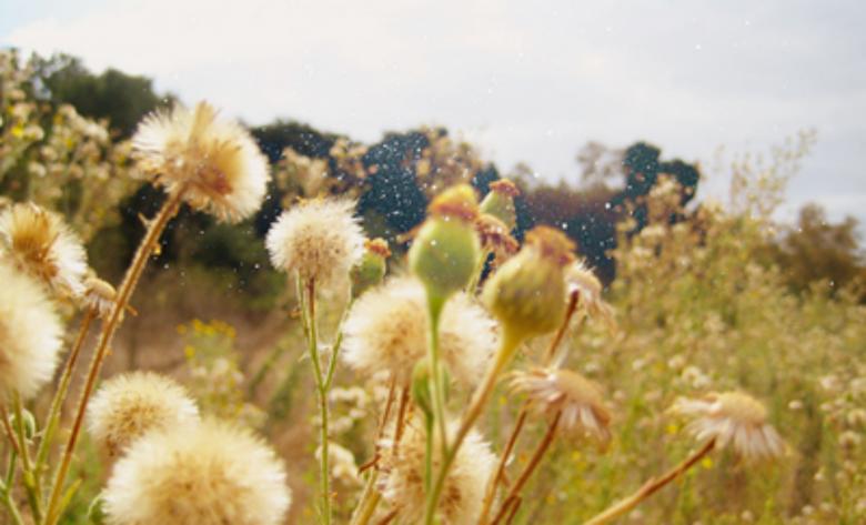 Free stock image of Dandelions created by Dasha