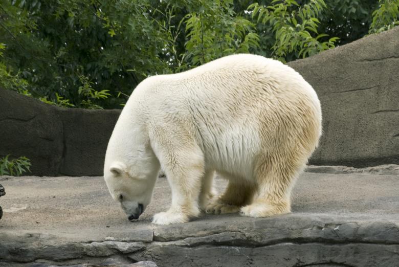 Free stock image of Polar Bear  created by Angela Sickelsmith