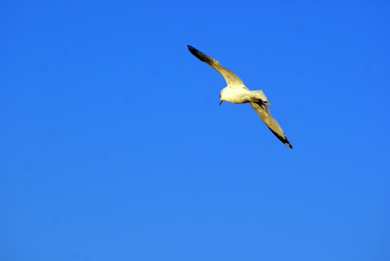 Free stock image of Seagull In Flight created by Brian Norcross