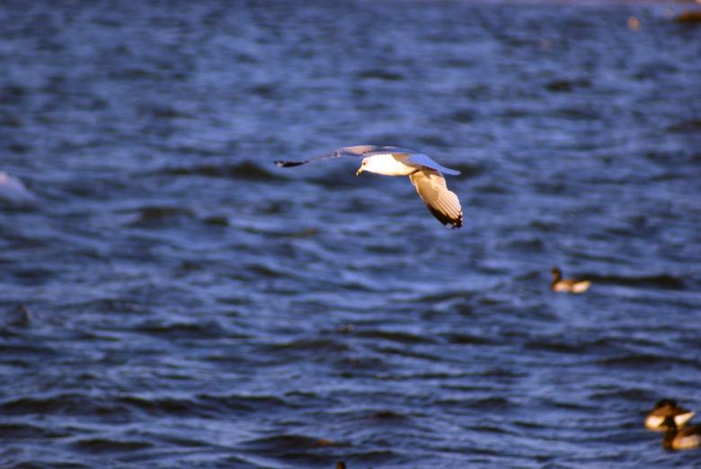 Free stock image of Seagull created by Brian Norcross
