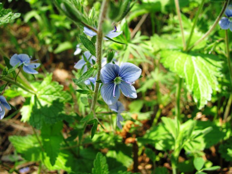 Free stock image of Flowers of the mountain created by Yuliy Ganev