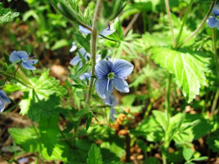 Free Stock Photo of Flowers of the mountain